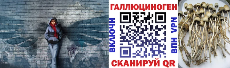 KRAKEN ссылка  Анива  дарк нет какой сайт  Галлюциногенные грибы Psilocybine cubensis 
